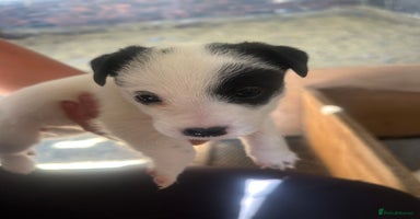 Mixed Breed dogs - Advert 14