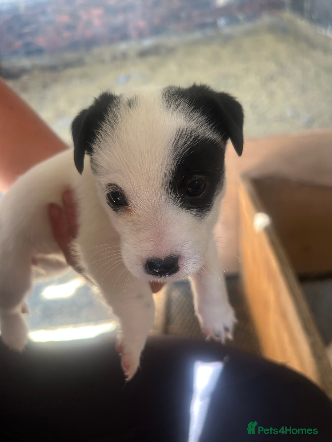 Mixed Breed dogs for sale: Gorgeous ParsonsXJack Russel puppies  - Image 3