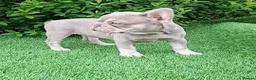 French Bulldog dogs for sale: Isabella French Bulldogs Ready Now  - Advert 2