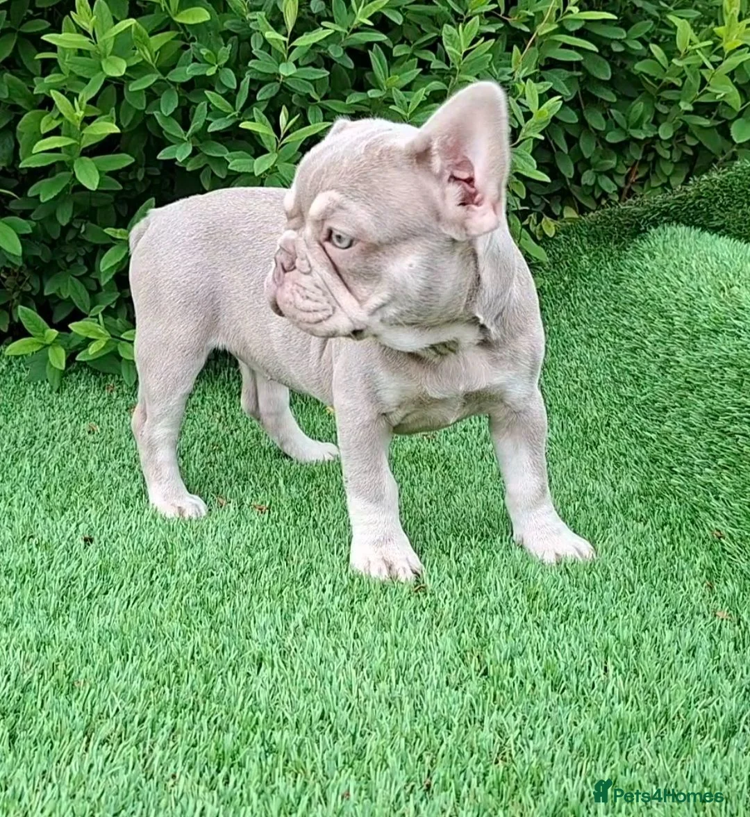 French Bulldog dogs for sale: Isabella French Bulldogs Ready Now  - Advert 2