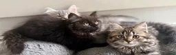 Mixed Breed cats for sale: Persian and British shorthair mix - Advert 3