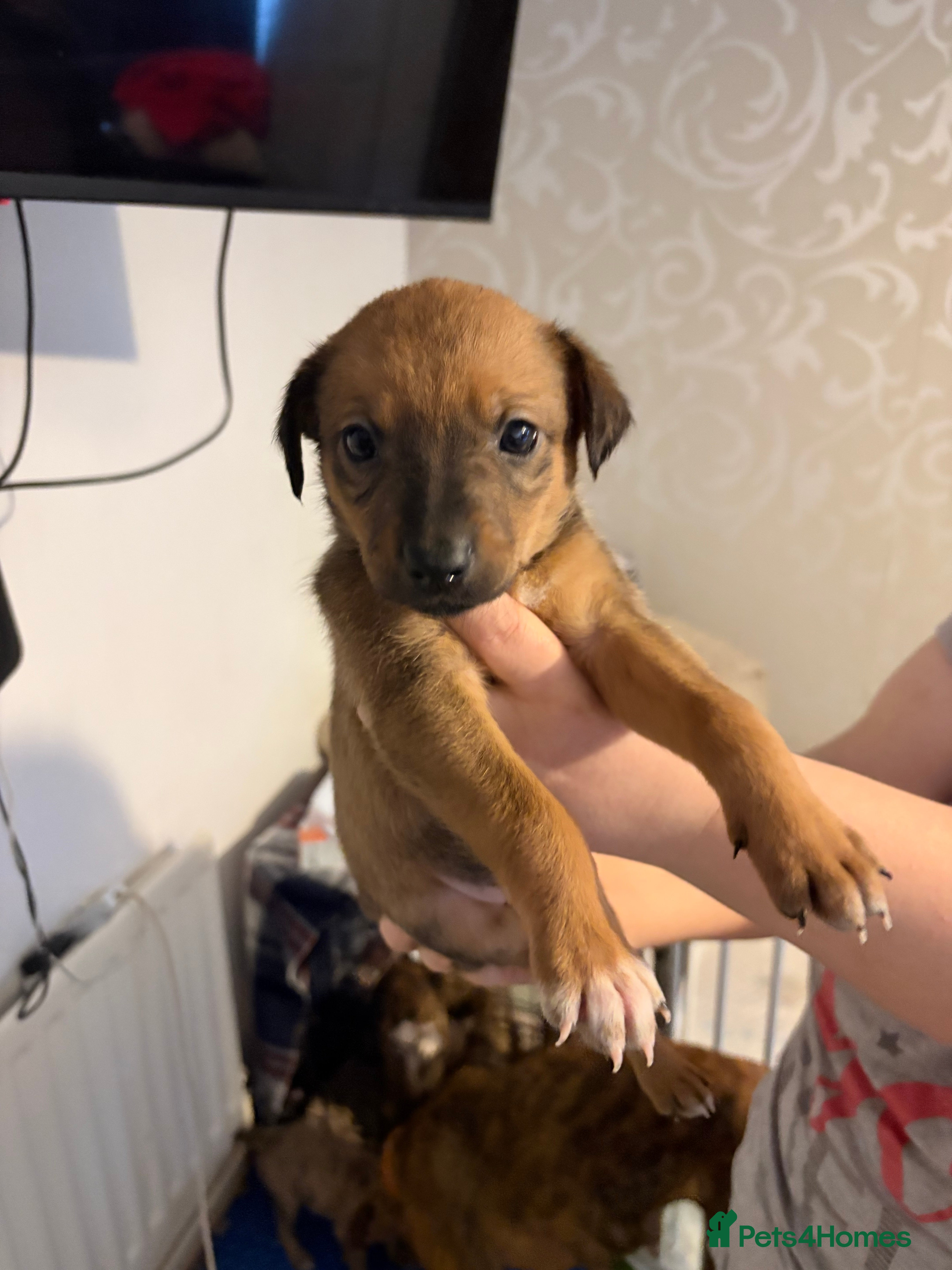 Whippet dogs 3 girl wippet pups  - Advert 5