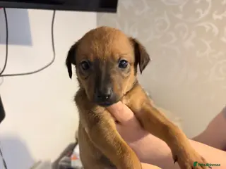 Whippet dogs 3 girl wippet pups - Advert 5