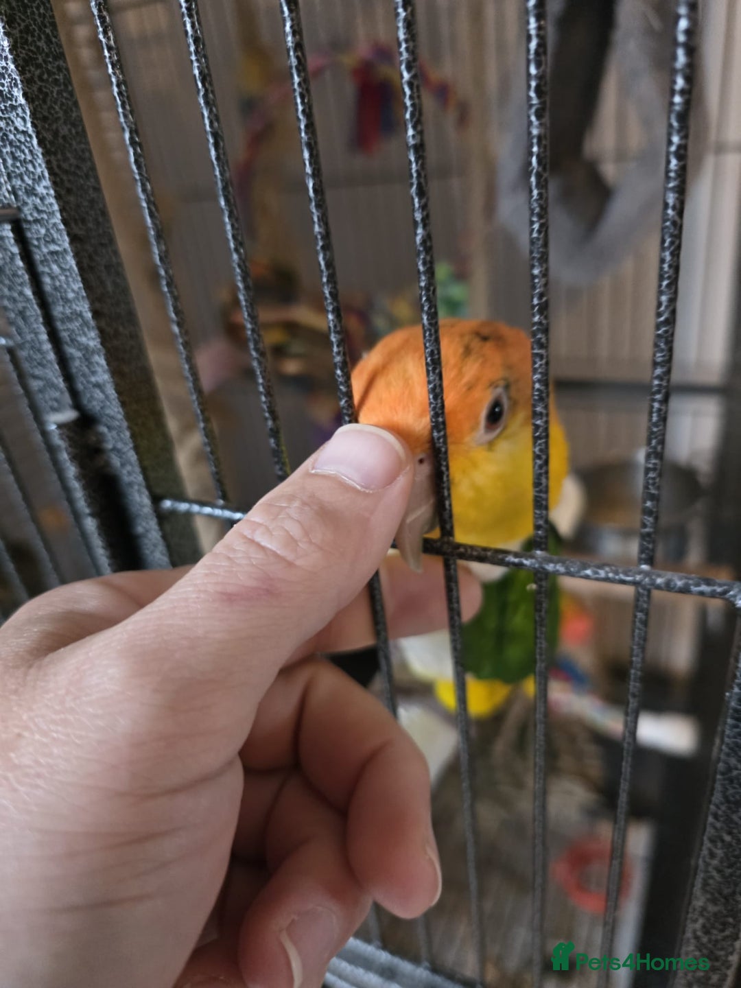 Parrots birds for sale: Handreared Yellow Thighed Caique - Image 4
