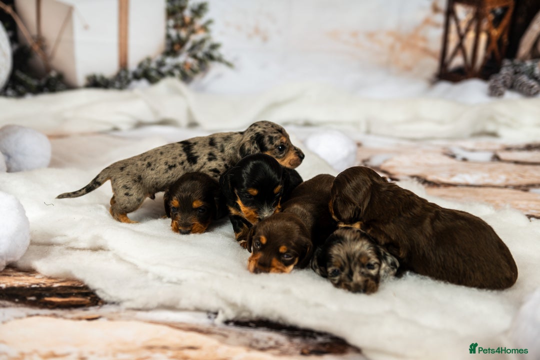 Miniature Dachshund dogs for sale: 6 KC miniature dashound puppies  - Advert 7