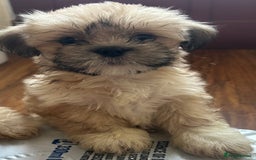Lhasa Apso dogs for sale: Lhasa apso puppies  - Image 2