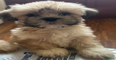 Lhasa Apso dogs - Advert 8