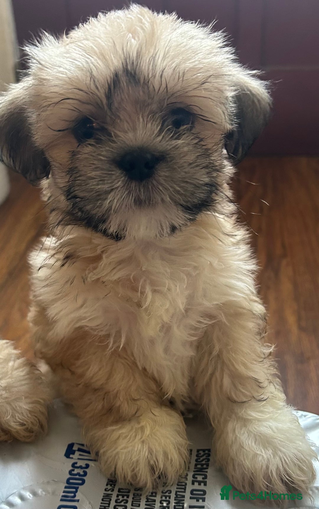 Lhasa Apso dogs for sale: Lhasa apso puppies  - Image 2