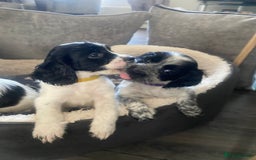 Sprocker dogs for sale: Beautiful Sprocker puppies for sale - Image 20