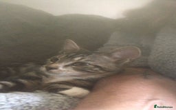 Domestic Shorthair cats for adoption: Adopt form Cats in Crisis East London 🐾 - Image 2