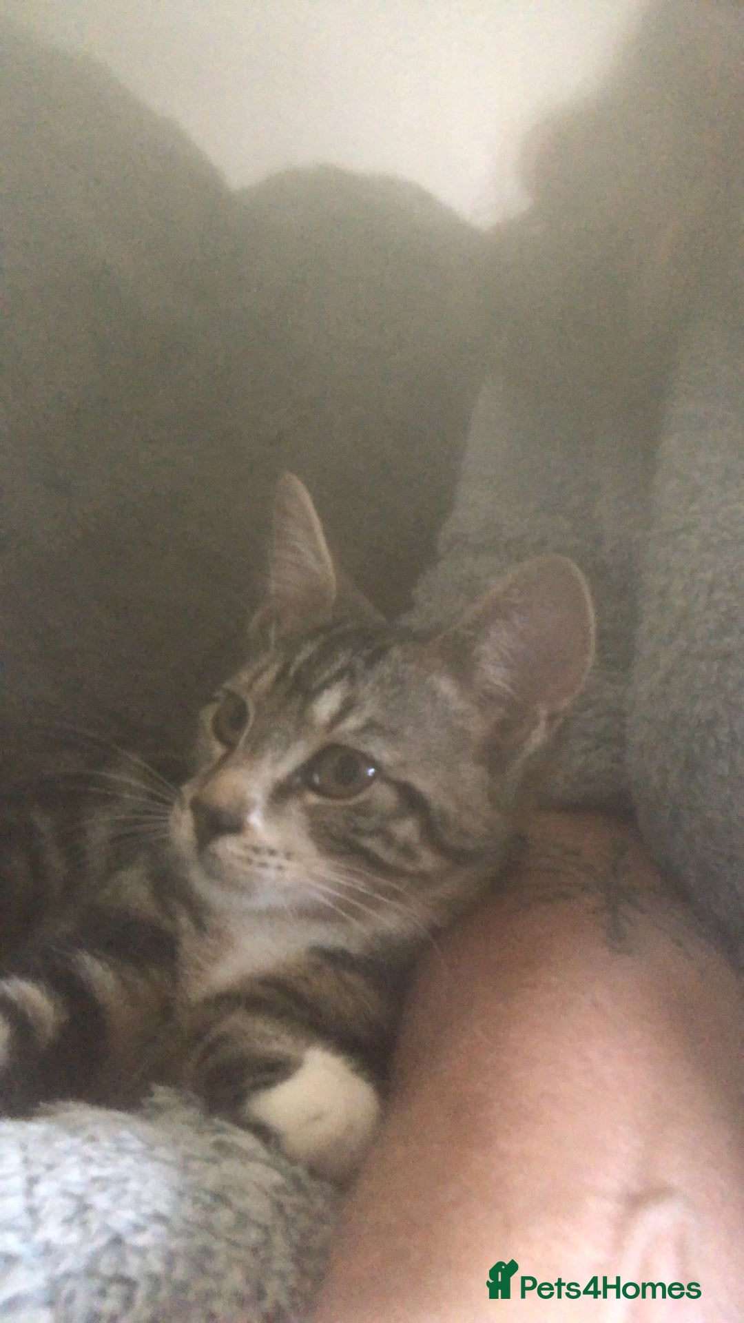 Domestic Shorthair cats for adoption: Adopt form Cats in Crisis East London 🐾 - Image 2