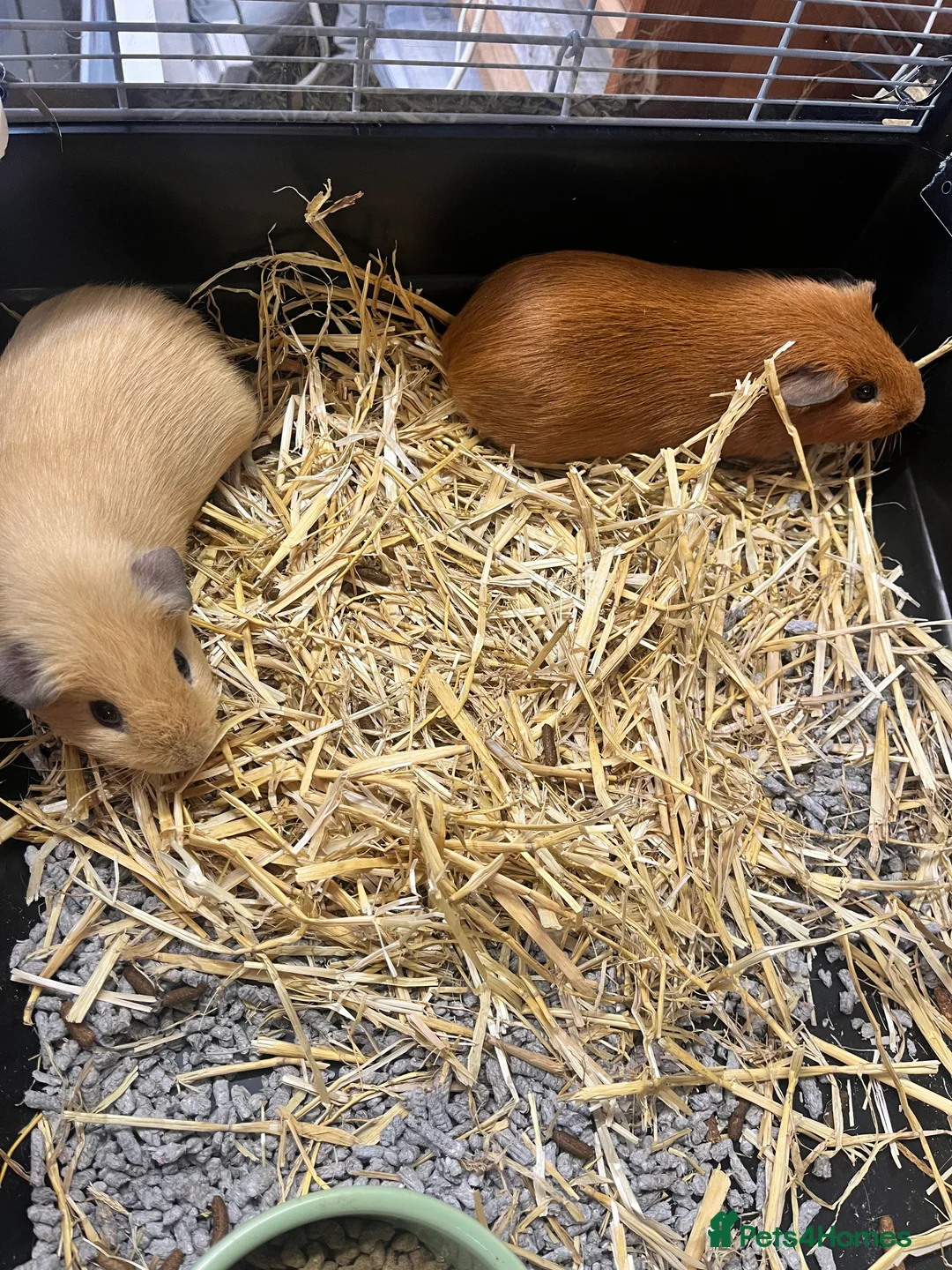 Guinea Pig rodents for sale: Two gorgeous boys  - Advert 2
