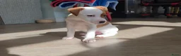Jack Russell dogs for sale: Exquisite litter of Jack Russell Pups 🐾  - Advert 17