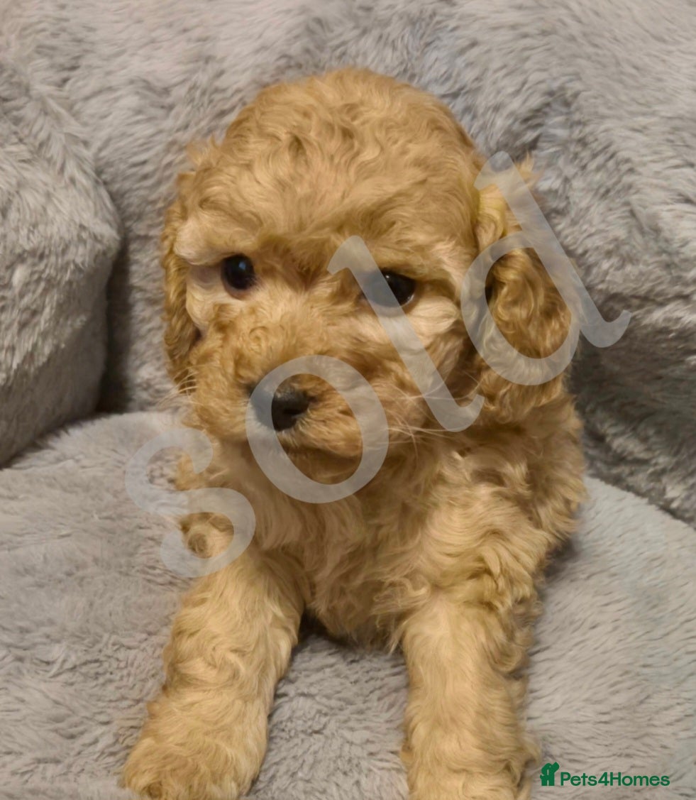 Mixed Breed dogs Cavapoo puppies  - Advert 14