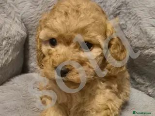 Mixed Breed dogs Cavapoo puppies - Advert 14