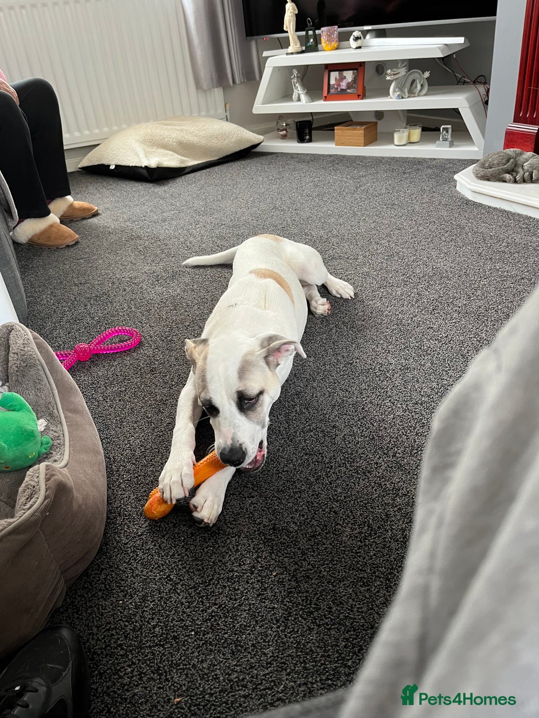 Mixed Breed dogs for sale: Winnie - Image 3