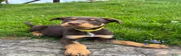 Australian Kelpie dogs for sale: Last 2 Vaccinated Australian Kelpie Puppies - Advert 30