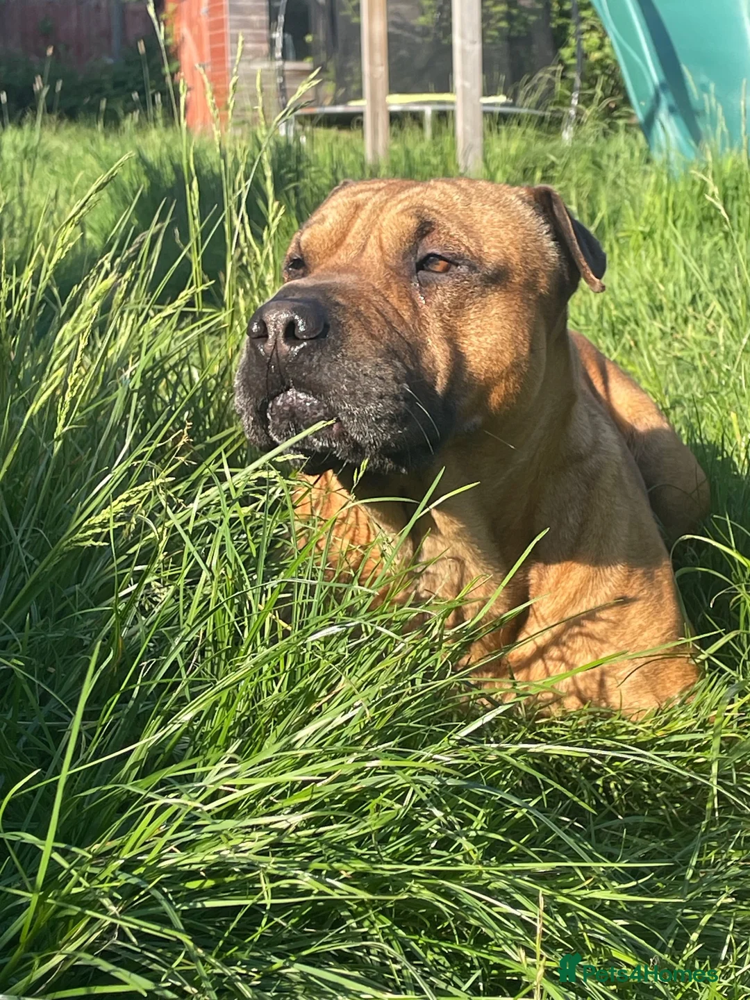 Mixed Breed dogs for sale: Maggie  in Norwich - Advert 1