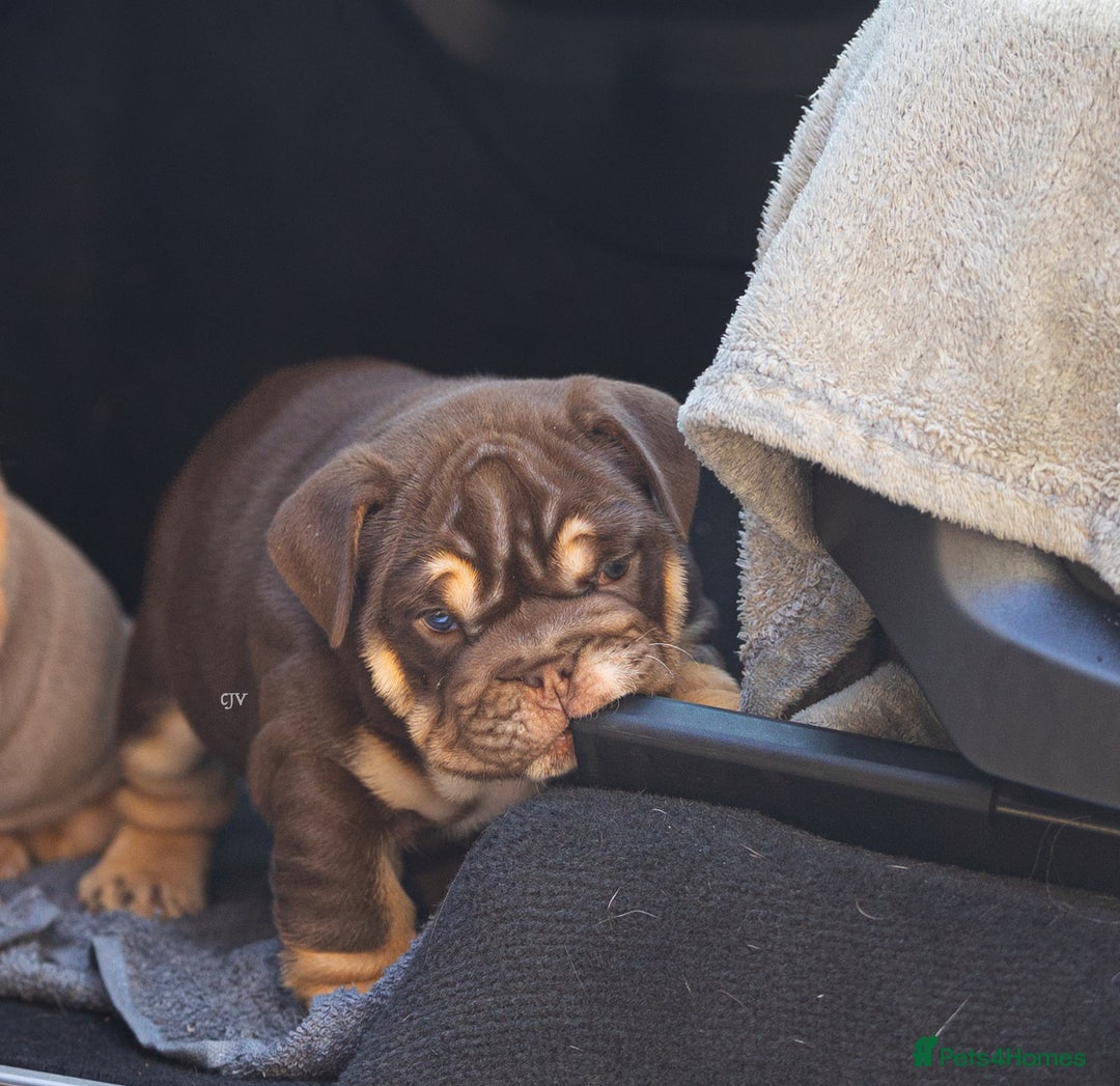 English Bulldog dogs for sale: Top quality English bulldog KC REG - Image 8