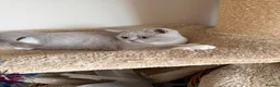 British Shorthair cats for sale: 🐾 Fawn British Shorthair  🐾 - Advert 7