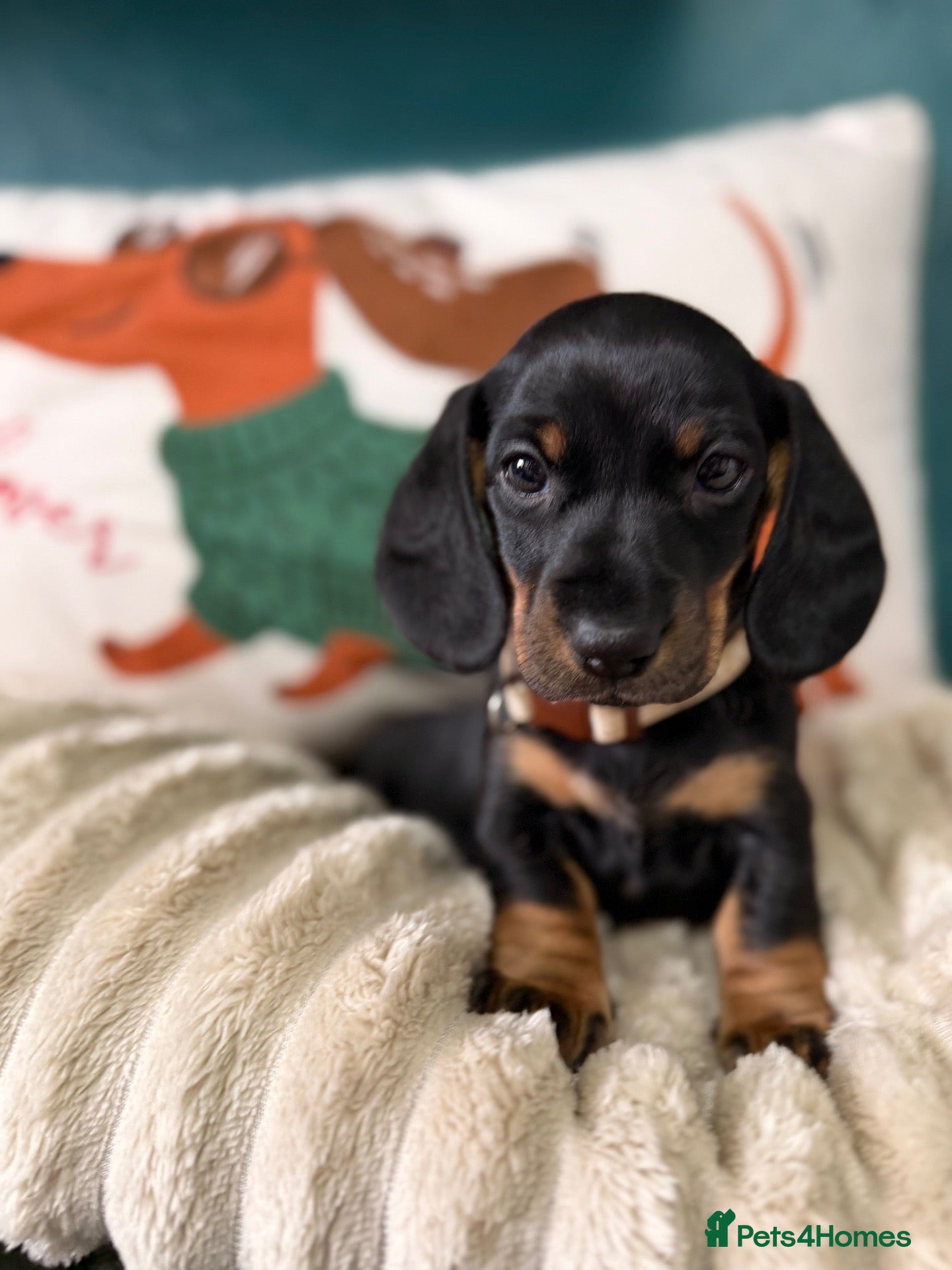 Dachshund dogs 1 adorable dachshund girl available  - Advert 2