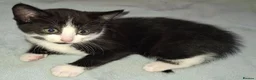 Domestic Shorthair cats for sale: 5 Beautiful, Playful Kittens - Advert 23
