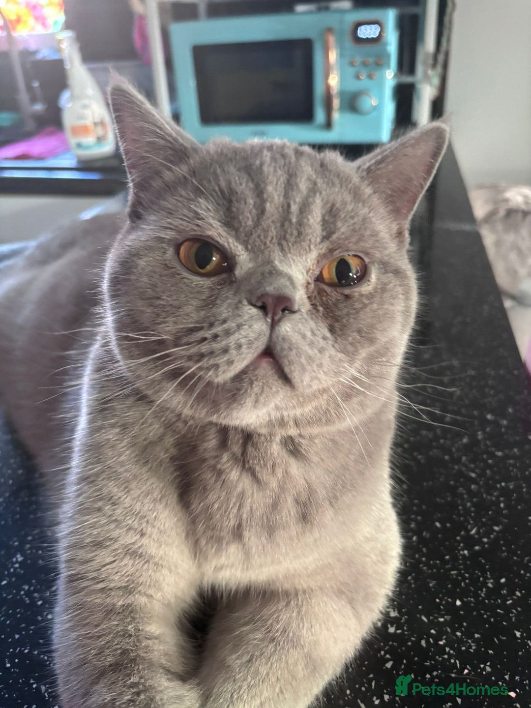 British Shorthair cats for sale: British Shorthair Male - Advert 4