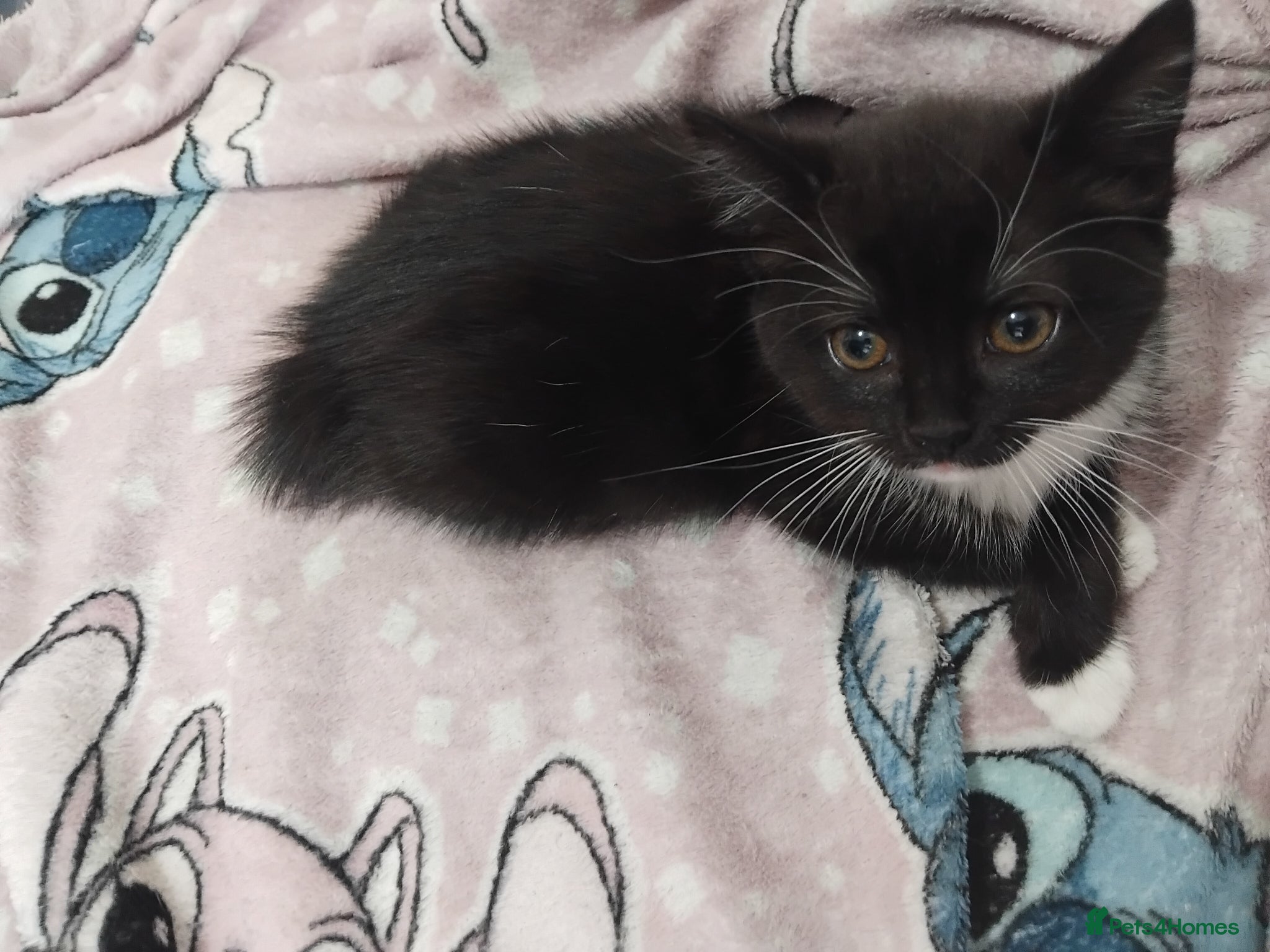 Mixed Breed cats kittens (girl ony left) - Advert 15