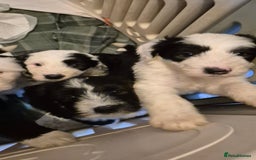 Mixed Breed dogs for sale: Old English Sheepdog puppies  OES X Golden Oldie - Image 6