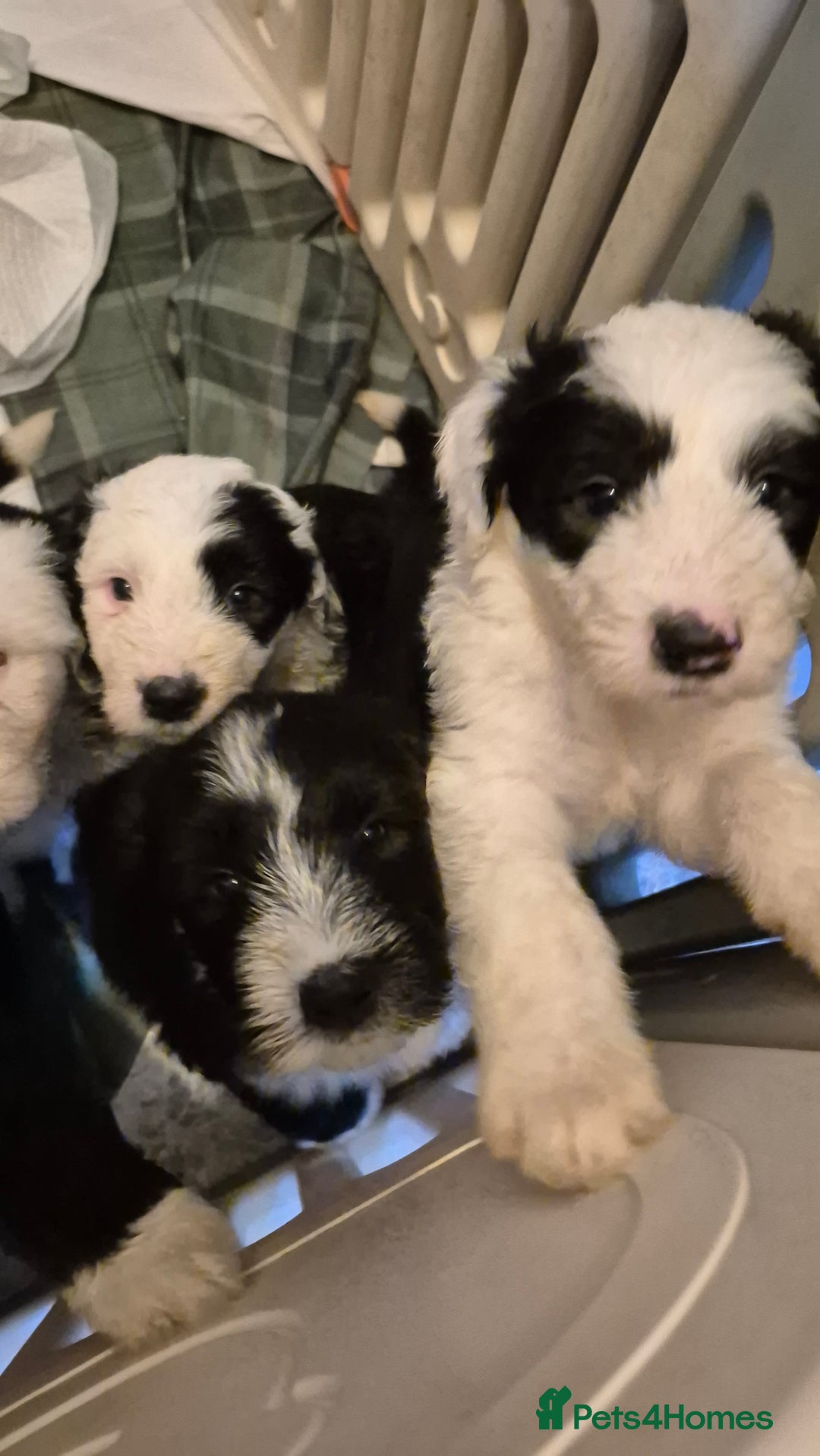 Mixed Breed dogs for sale: Old English Sheepdog puppies  OES X Golden Oldie - Image 6