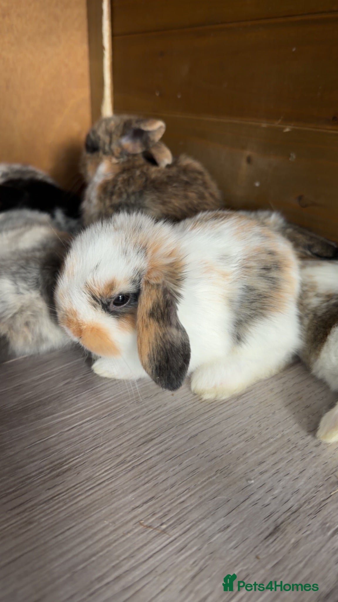 Mini Lop rabbits Beautiful mini lop babies ready September! - Advert 20