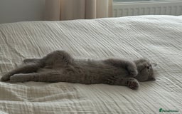 British Shorthair cats for sale: GCCF British Shorthair Kittens  excellent pedigree - Image 5