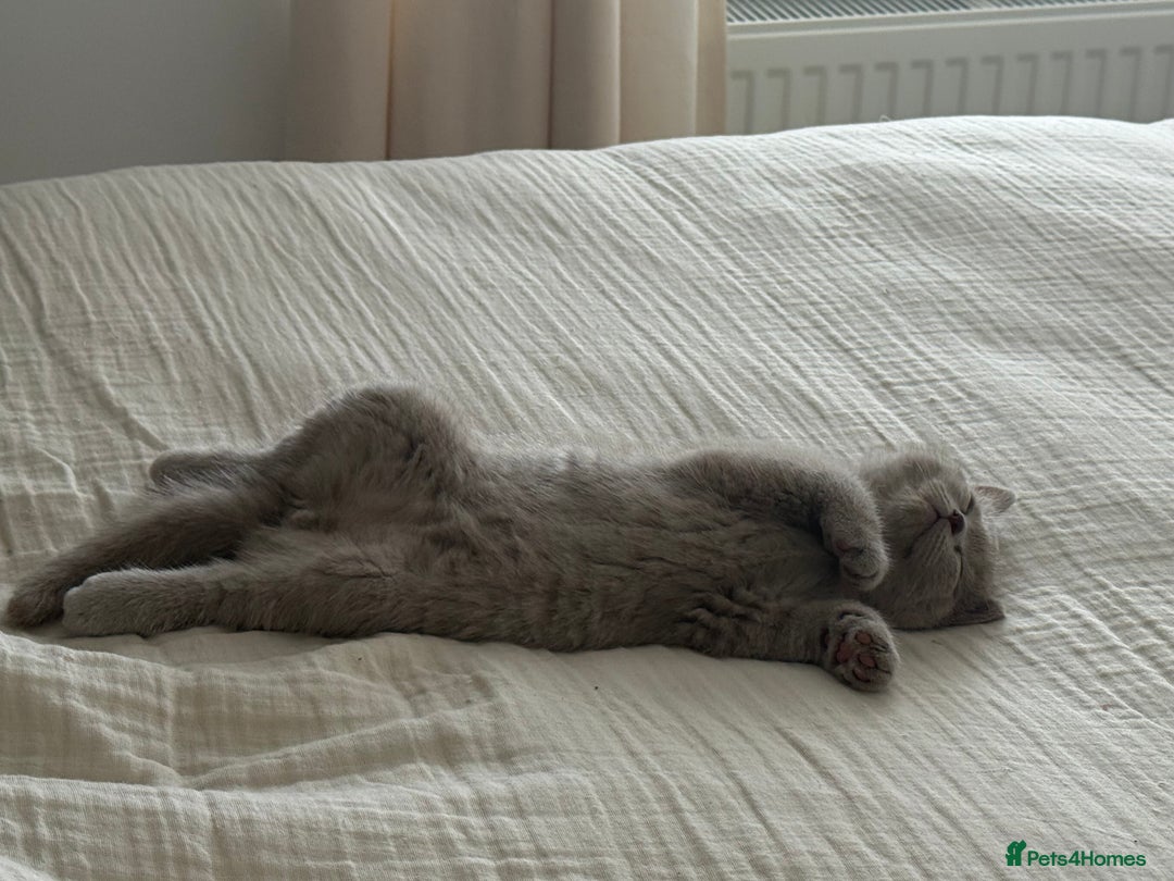 British Shorthair cats for sale: GCCF British Shorthair Kittens  excellent pedigree - Image 5