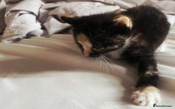 European cats for sale: Adorable Ginger Kittens Looking for Loving Homes - Image 3