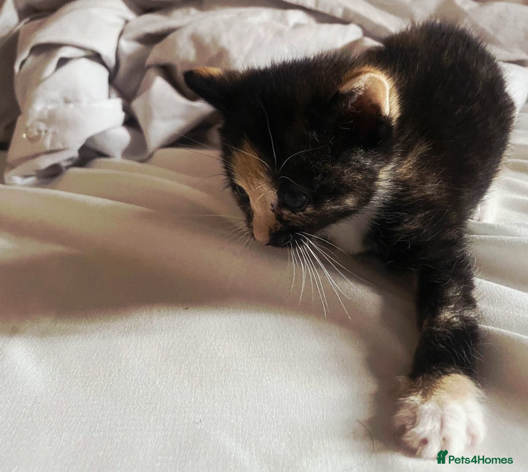 European cats for sale: Adorable Ginger Kittens Looking for Loving Homes - Image 3