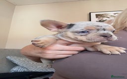 French Bulldog dogs for sale: French bulldog puppies  - Image 5