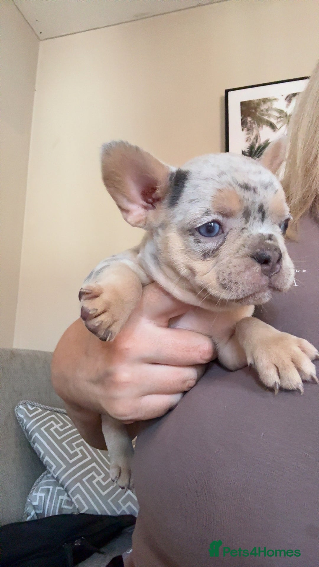 French Bulldog dogs for sale: French bulldog puppies  - Image 5