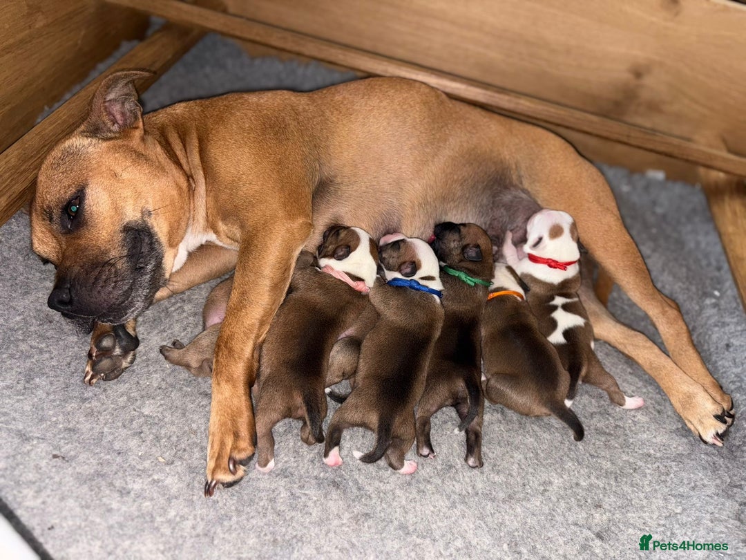 Staffordshire Bull Terrier dogs for sale: KC Staffordshire bull terriers 🧡🧡🏆🩸 REDS  - Image 1