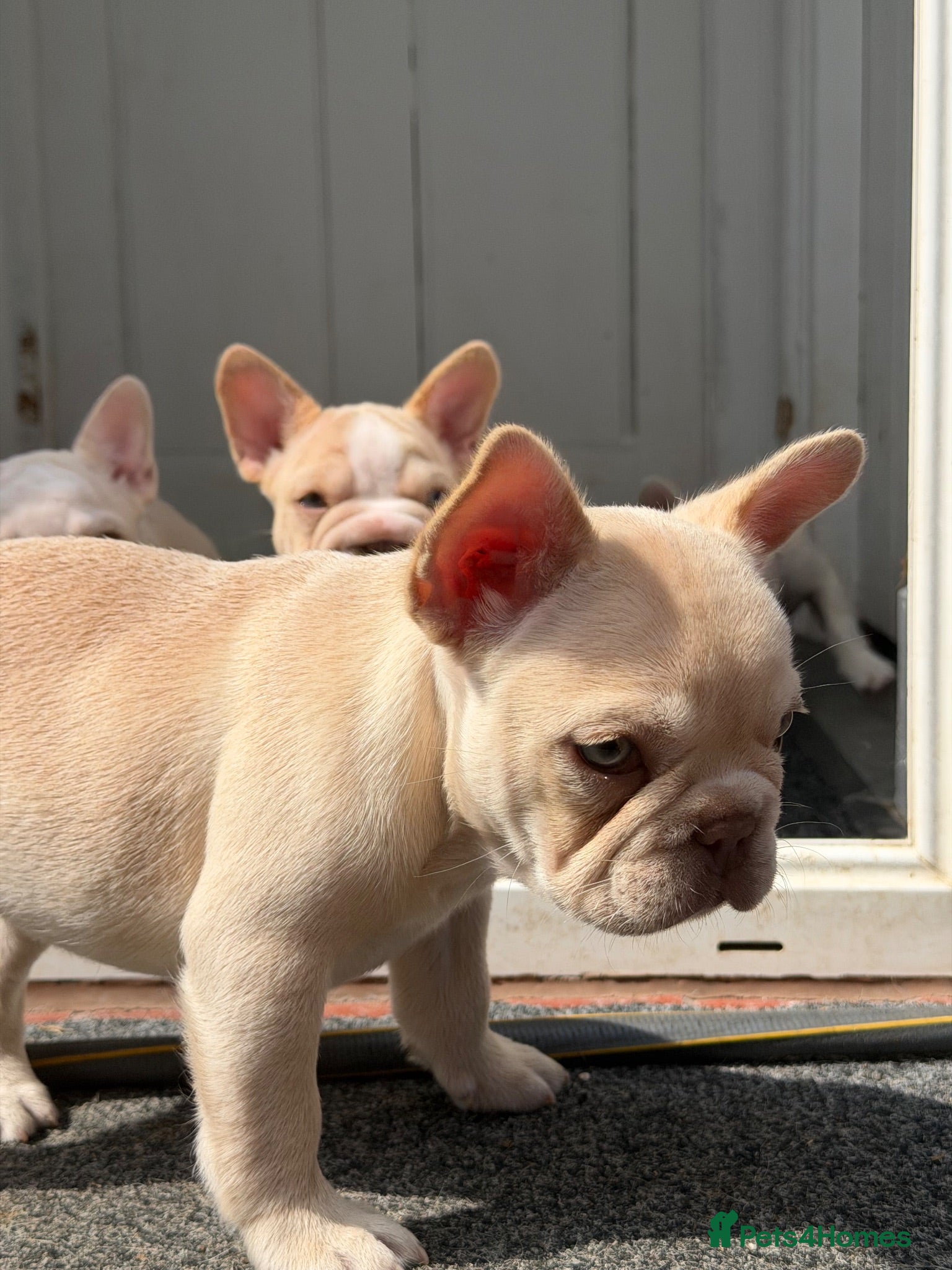 French Bulldog dogs  French bulldog puppies/Health Tested Parent - Advert 2