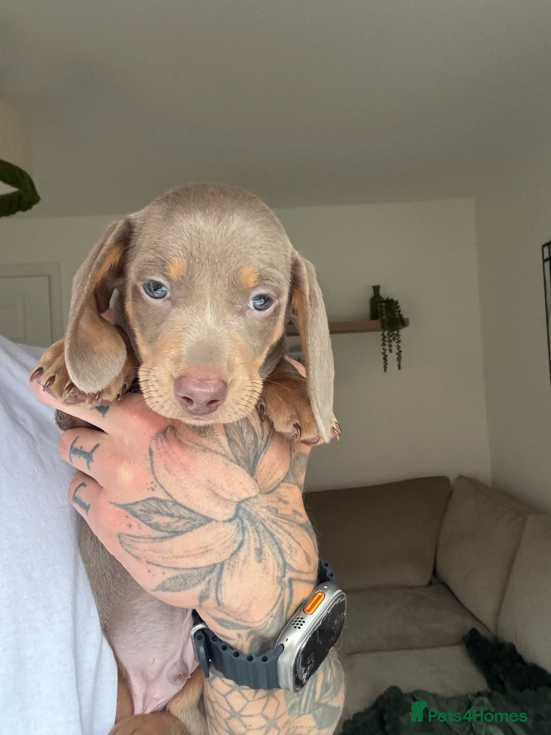 Miniature Dachshund dogs for sale: Beautiful Isabella and Tan Miniature Dachshunds  - Advert 15