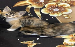 Mixed Breed cats for sale: Kataleja - Image 18