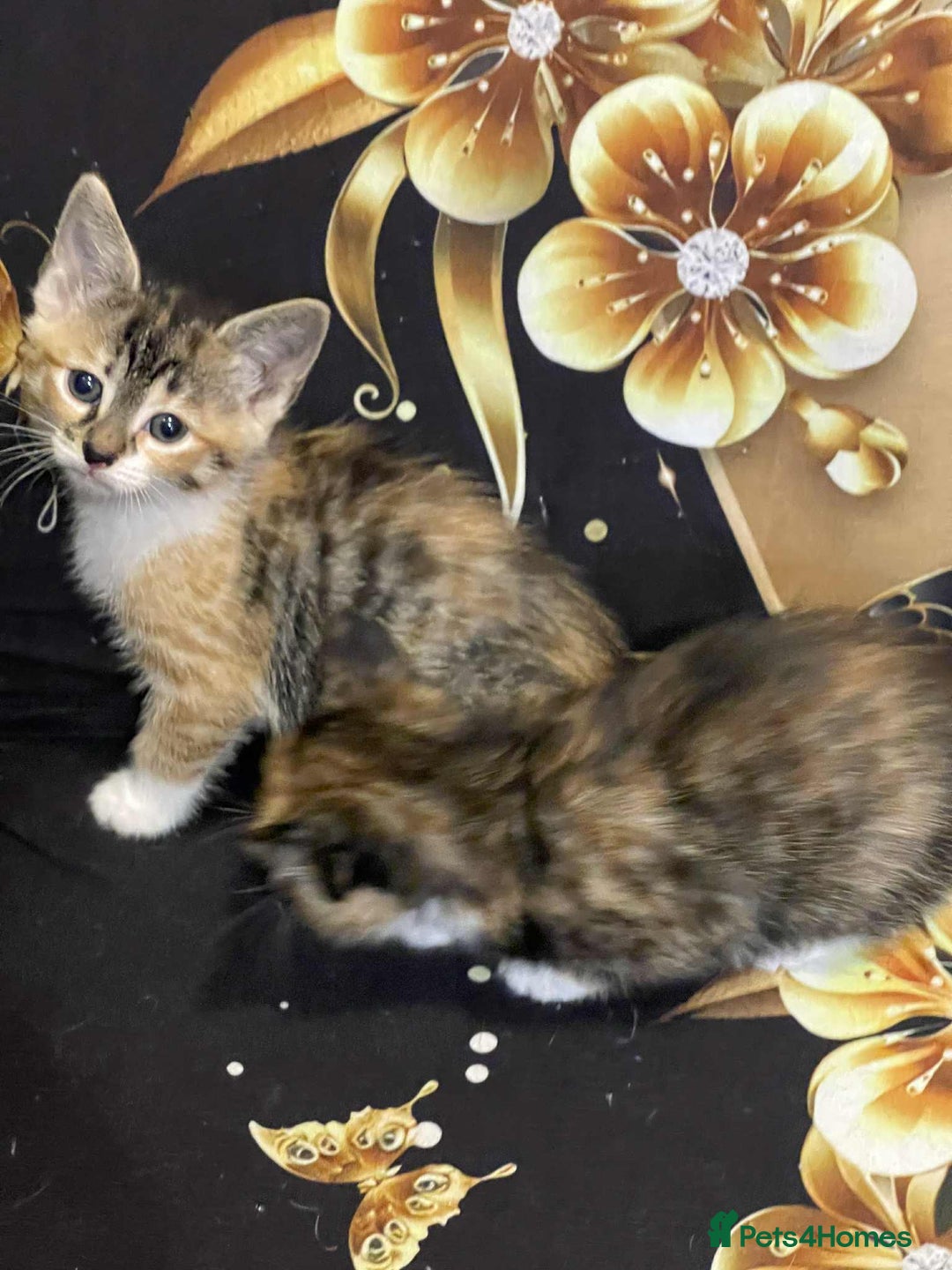 Mixed Breed cats for sale: Kataleja - Image 18