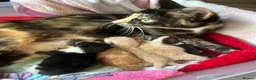 Mixed Breed cats for sale: Gorgeous Kittens Ready For Reserving  - Advert 13