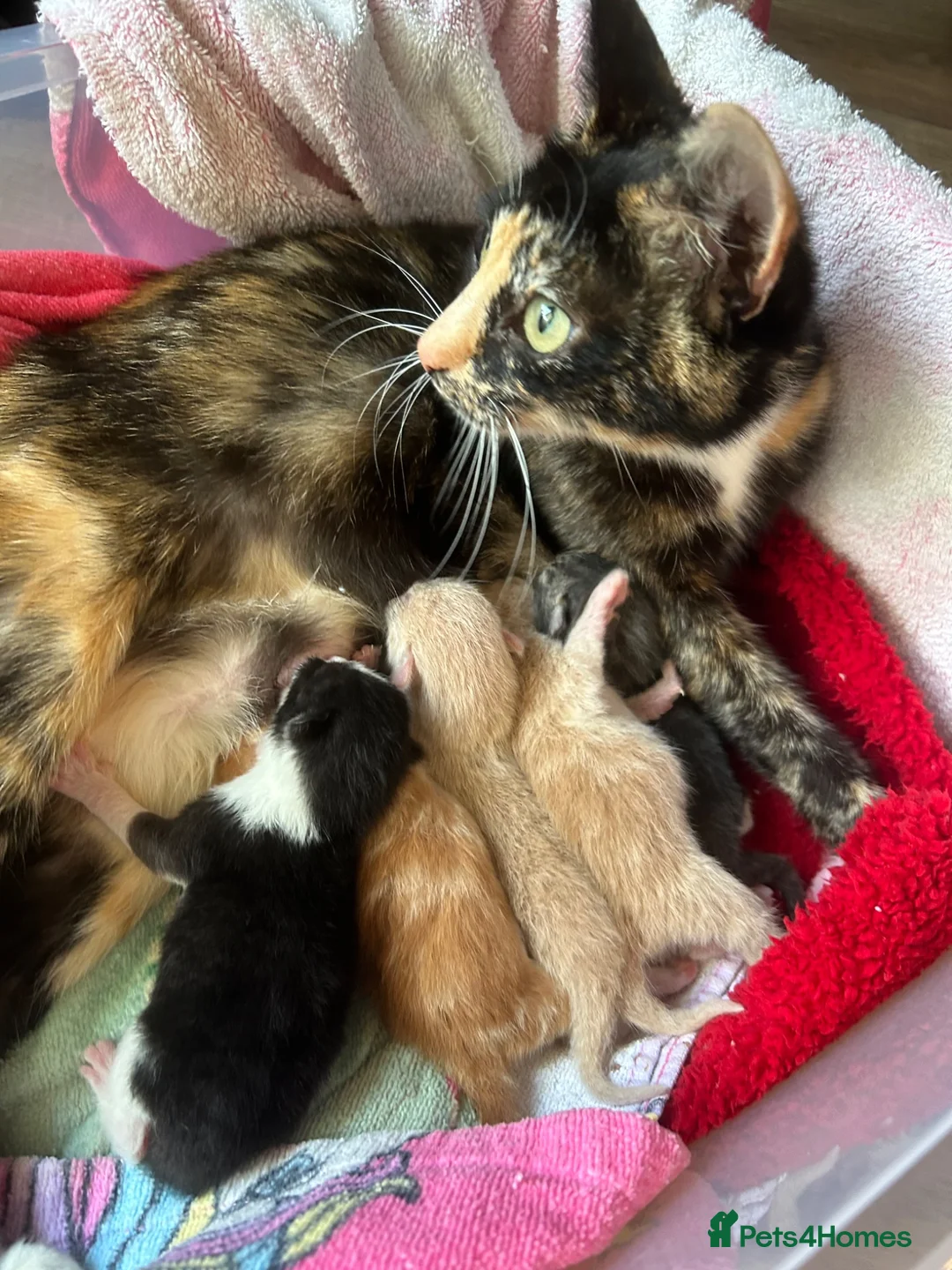 Mixed Breed cats for sale: Gorgeous Kittens Ready For Reserving  - Advert 13