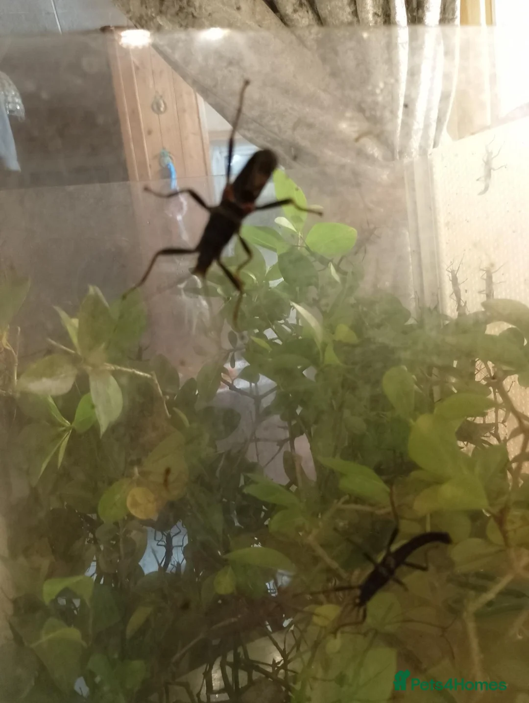 Stick Insects invertebrates for sale: Nymphs Peruphasma Schultei  stick insects - Advert 2