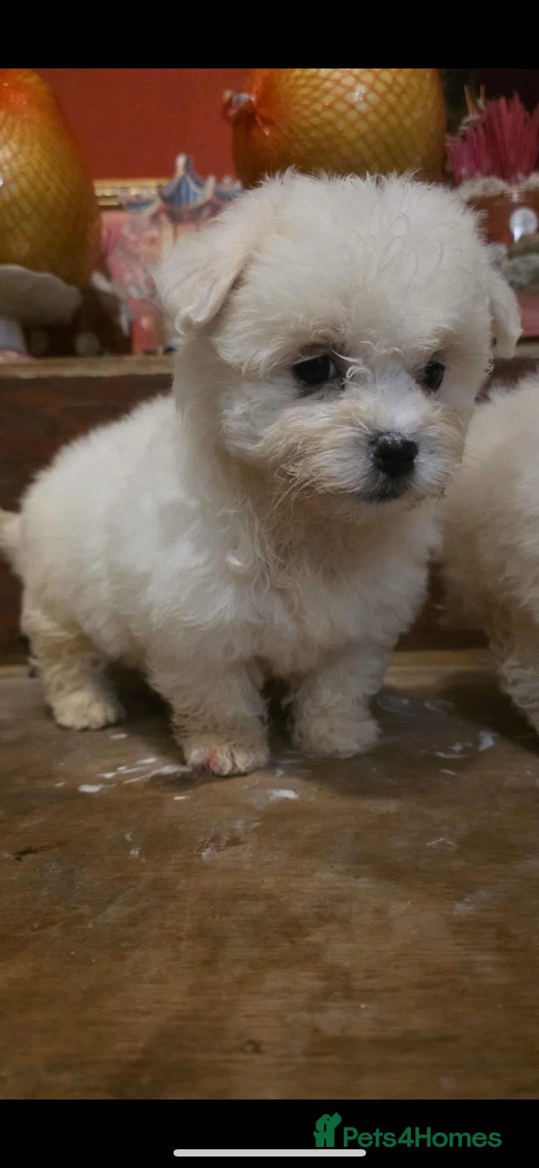 Maltipoo dogs for sale: 🐾 Maltipoo puppy’s 🐾  - Advert 5