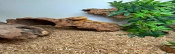 Bearded Dragon reptiles for sale: bearded dragons - Advert 8