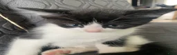 Mixed Breed cats for sale: Kittens  in Northampton - Advert 6