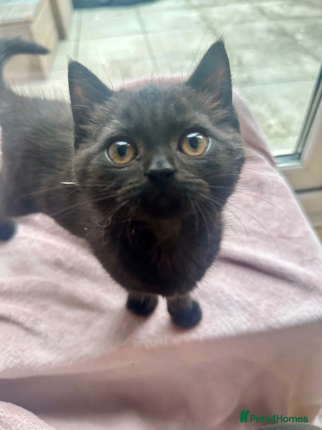 Mixed Breed cats for sale: LAST! Female Kitten (read) in Swindon - Advert 1