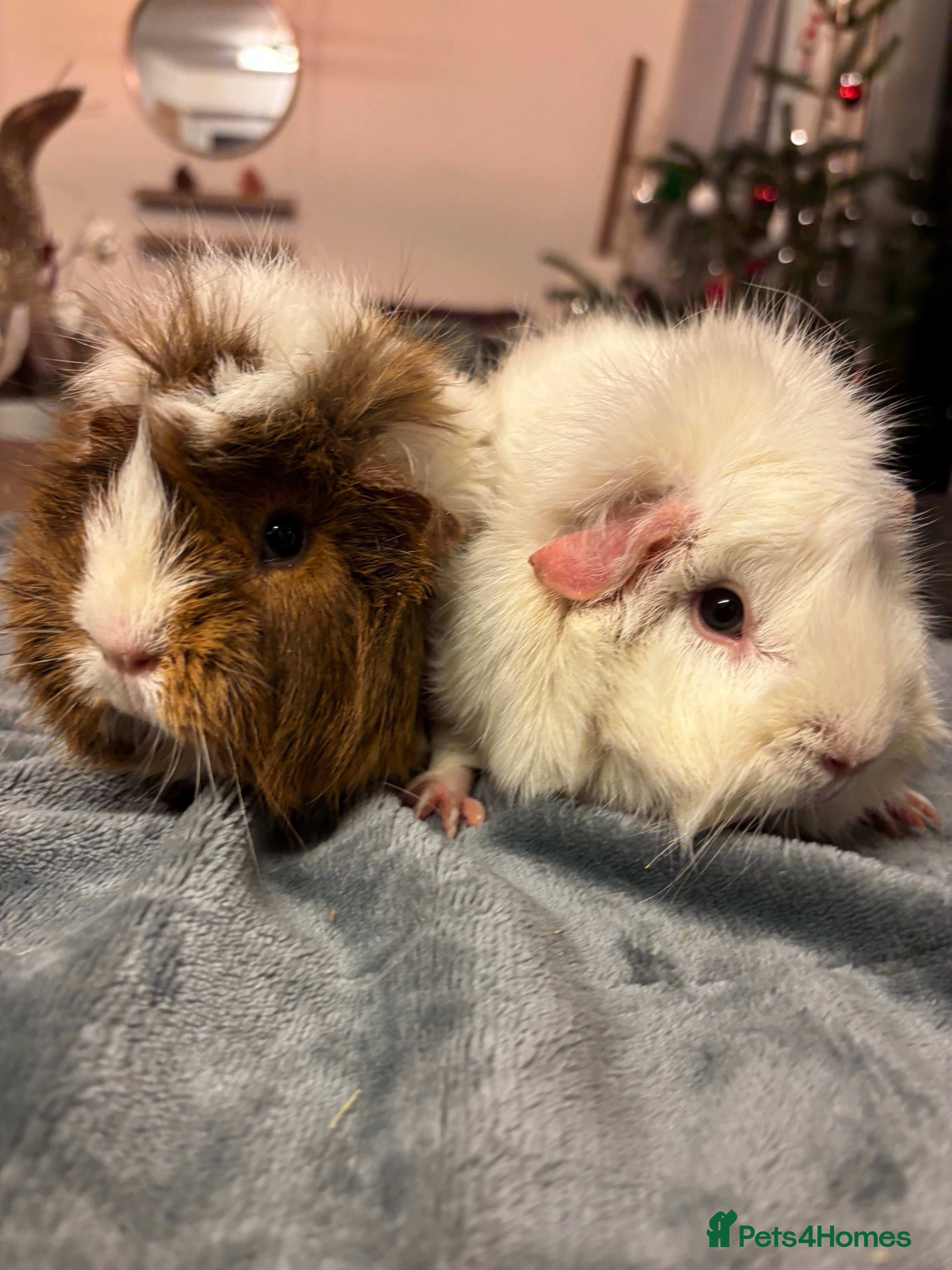 Guinea Pig rodents Two beautiful girls for sale  - Advert 2